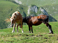 Soulor - Passhöhe 2 Pferde