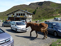 Soulor - Passhöhe Pferd Parkplatz