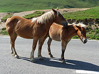 Soulor - Passhöhe Pferd + Fohlen