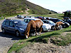 Soulor - Passhöhe Pferde neben Auto