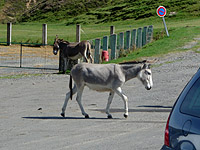 Soulor - Passhöhe Esel