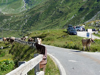 Splügen - Südrampe oben See + Kühe