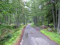 Val Bighera - Westseite unten Wald