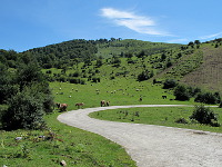 Irati - Westen Mitte freie Landschaft Tiere