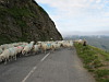Larrau - Nordrampe oben Schafe Ikke