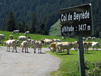 Beyrede - Passhöhe Schild Kühe